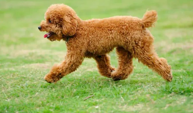 Poodle Köpek Rehberi: Toy, Kore ve Yavru Poodle’lar Hakkında Bilmeniz Gerekenler