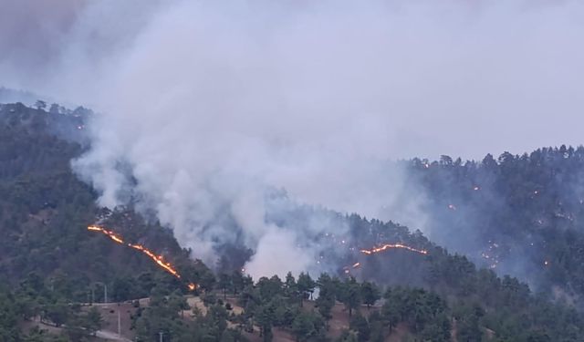 Kahramanmaraş'ta Orman Yangını Kontrol Altında