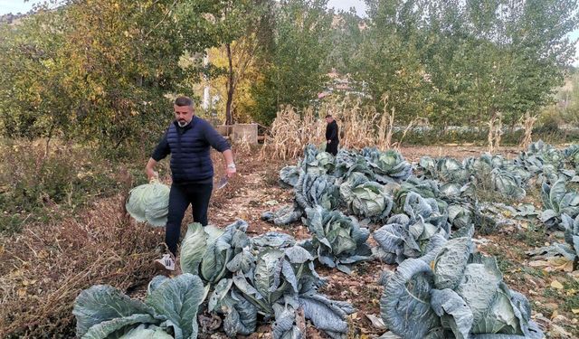 Kahramanmaraş’ta Dev Lahanalar Pazara İndi