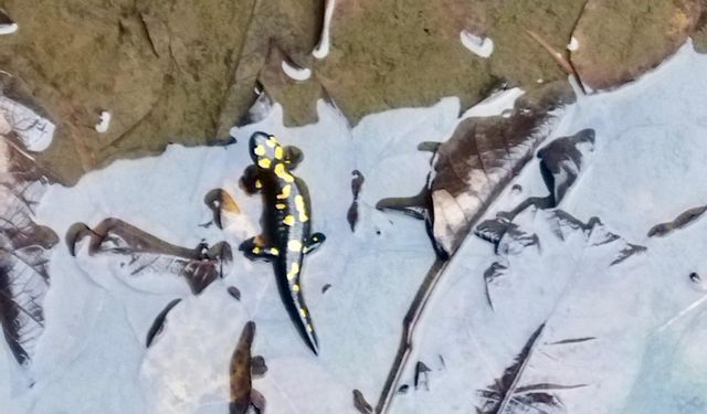 Kahramanmaraş’ta Nesli Tehlike Altındaki Anadolu Semenderleri Havuzda Görüntülendi