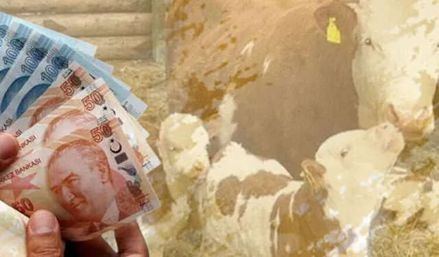 Çiftçilere 226 milyon TL destek hesaplarda!