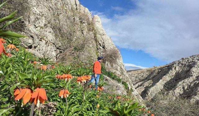 Kahramanmaraş Afşin’de ters laleler açtı! Doğa tutkunları akın ediyor