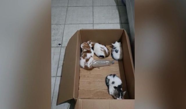 Kahramanmaraş'ta itfaiye 4 yavru kediyi kurtardı!