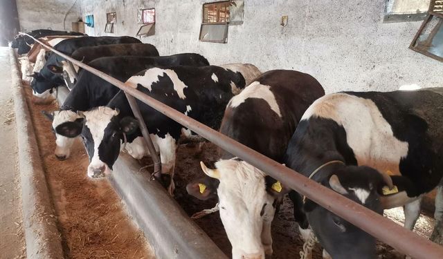 Kahramanmaraş kurban pazarları hareketlendi: Büyükbaş kurbanlıklar kaç TL?