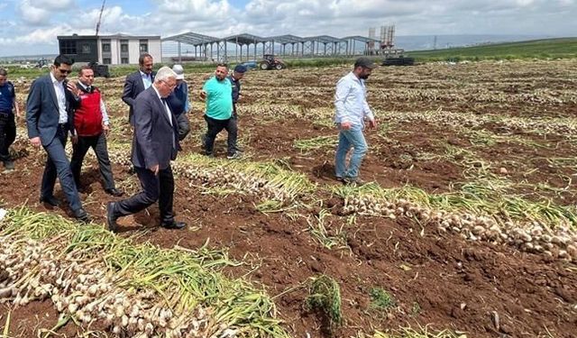 Kahramanmaraş Pazarcık'ta sarımsak hasadı programı yapıldı