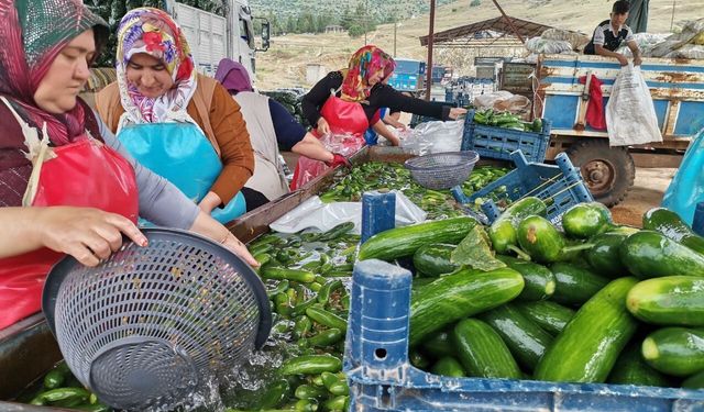 Kahramanmaraş’ta salatalık hasadı heyecanı: 35 bin ton rekolte hedefi