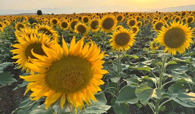 Kahramanmaraş’ta ayçiçek tarlaları görsel şölen sunuyor