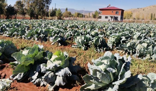Kahramanmaraş’ta dev lahanalar yola çıktı