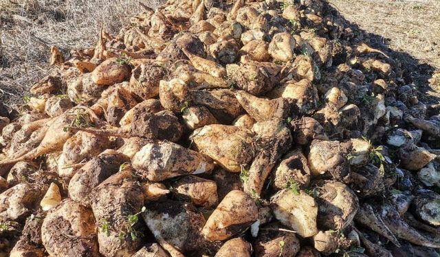 Kahramanmaraş’ta şeker pancarı hasadı başladı