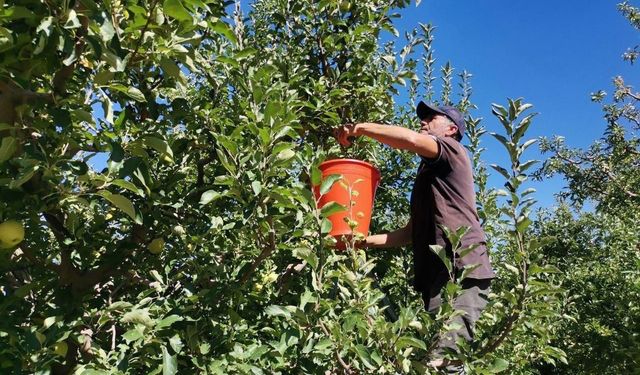 Kahramanmaraş'ta 60 Bin Ton Elma Rekoltesi Bekleniyor