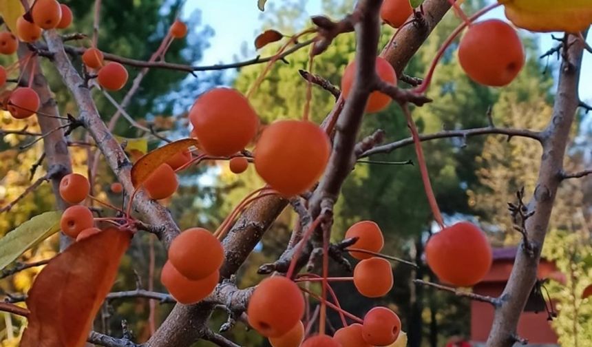 Kahramanmaraş’tan eşsiz sonbahar manzaraları