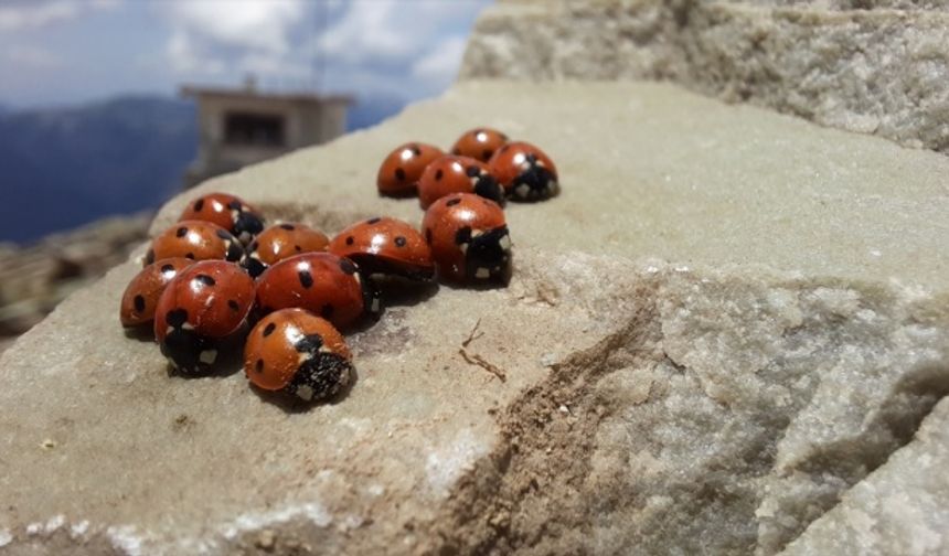 Kahramanmaraş’ta uğur böceklerinin görsel şöleni başladı