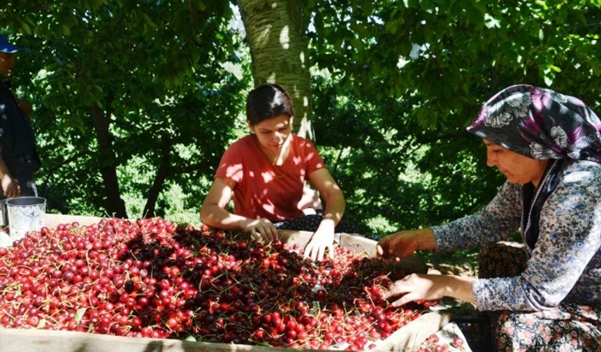 Andırın’da hasat başladı