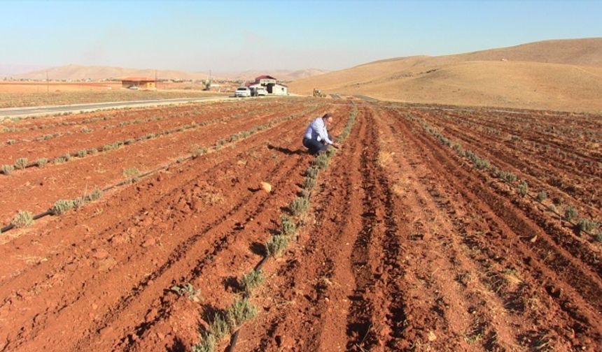 Afşin’de güzel görüntüsü için dikilen ürün ilçeye ihracat kapısını açtı