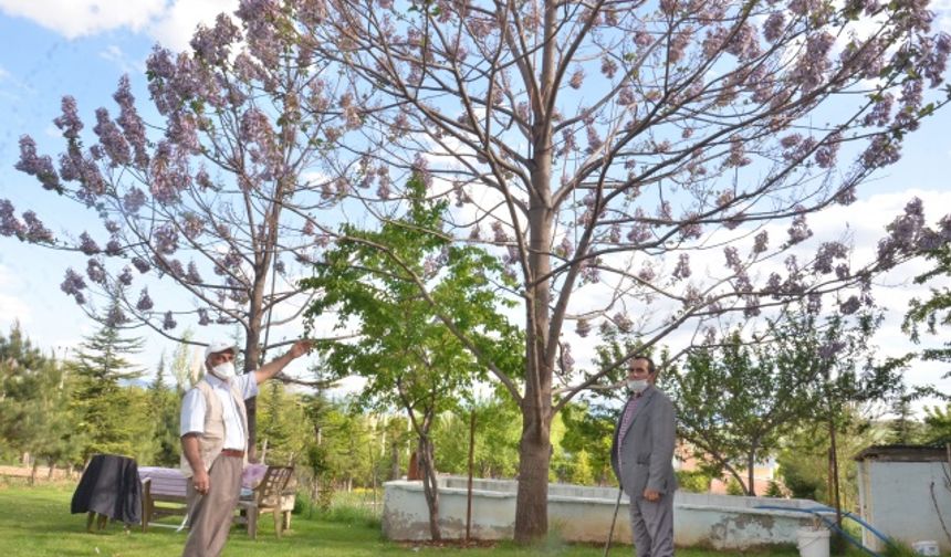 Dünya’nın en hızlı büyüyen ağacı Kahramanmaraş’ta