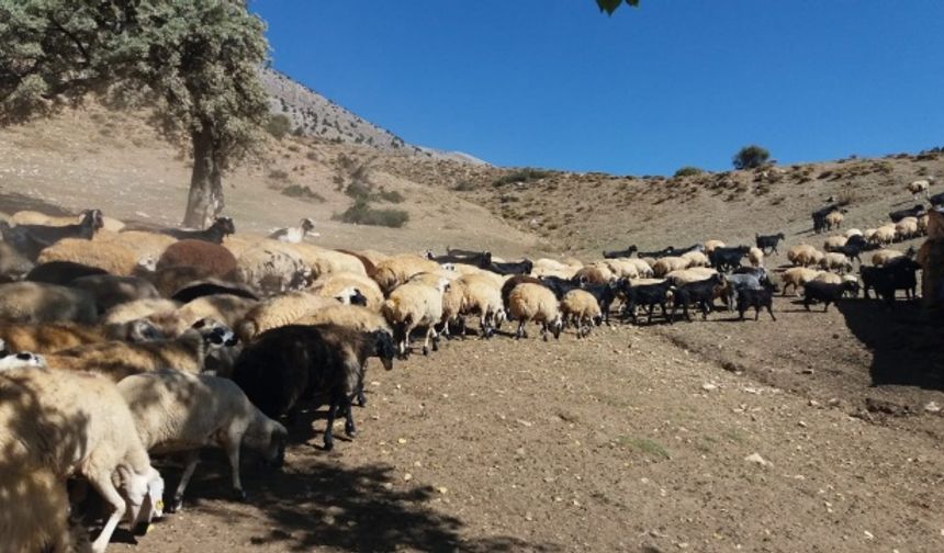 Kahramanmaraş’ta yörük göçü başladı