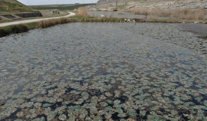 Pazarcık’ta koruma altındaki çiçekler kirlilikle boğuşuyor