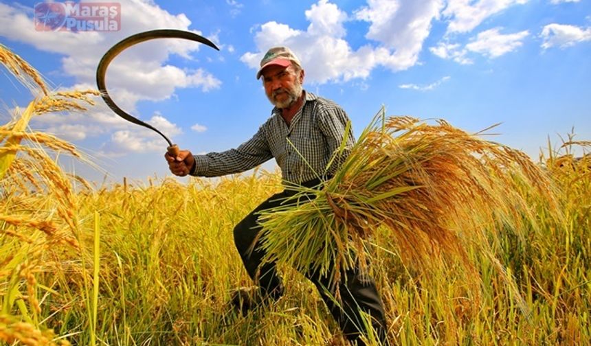 Kahramanmaraşlı işçilerin Karacadağ'daki pirinç hasadı fotoğraflandı