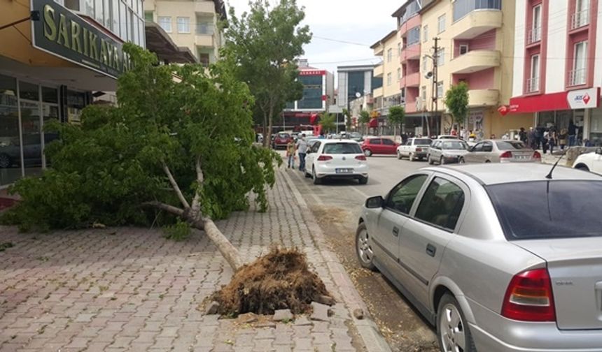 Elbistan'da fırtına çatıları uçurup, ağaçları devirdi!