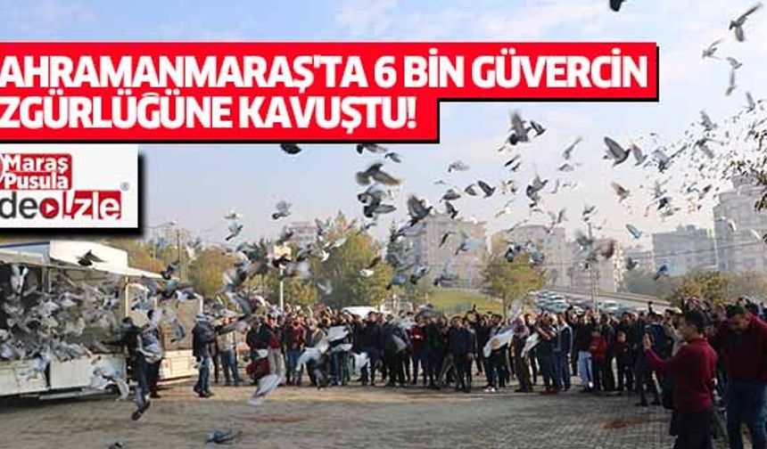 Kahramanmaraş'ta 6 bin güvercin özgürlüğüne kavuştu!