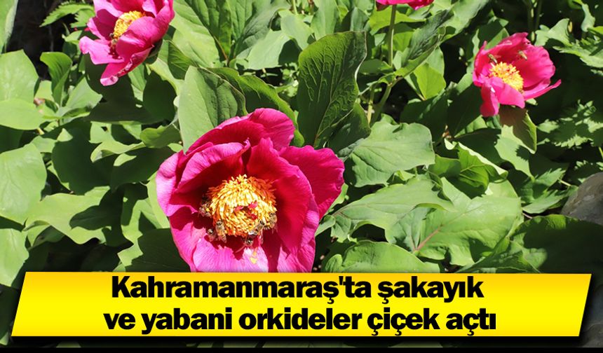 Kahramanmaraş'ta şakayık ve yabani orkideler çiçek açtı