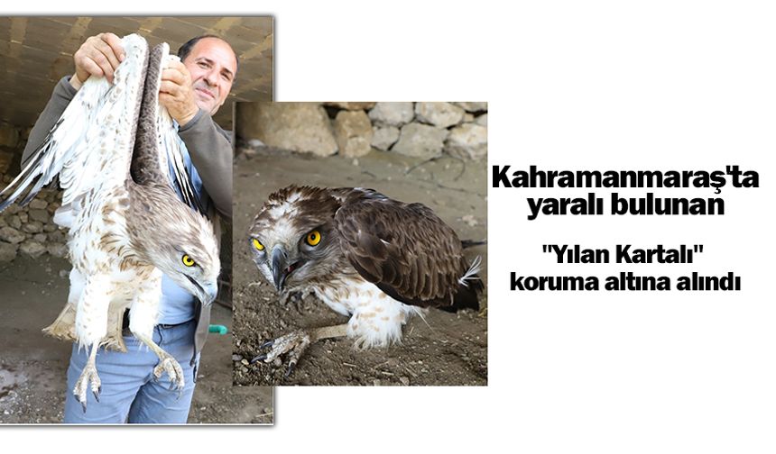 Kahramanmaraş'ta yaralı bulunan "Yılan Kartalı" koruma altına alındı
