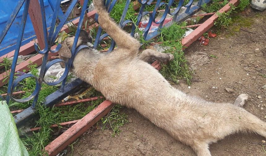Demir korkuluklara sıkışan köpek itfaiye ekiplerince kurtarıldı