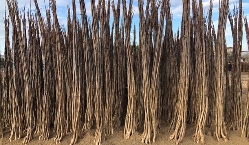 Kaliteli Ceviz Fidanlarıyla Verimli Bahçeler Kurun