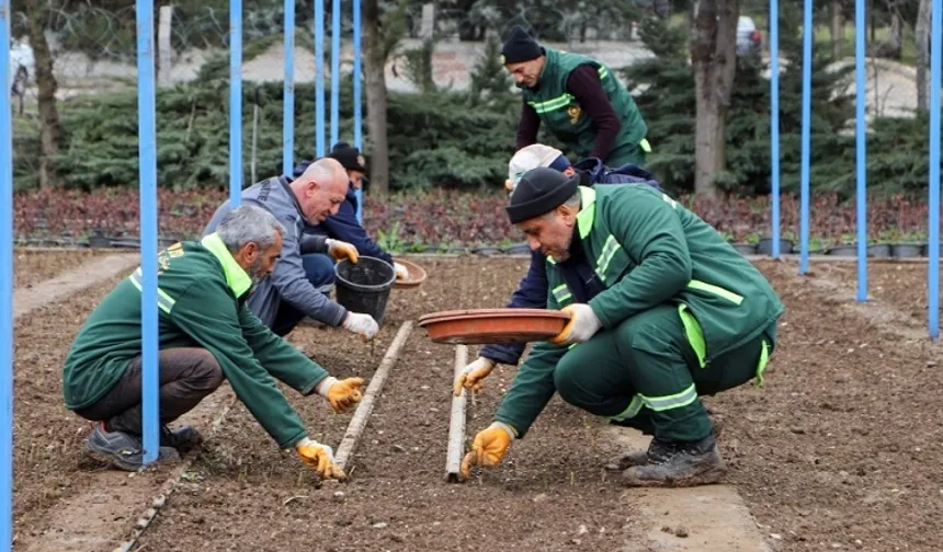 DBB kendi gülünü üretiyor, bu yıl hedef 25 bin fidan