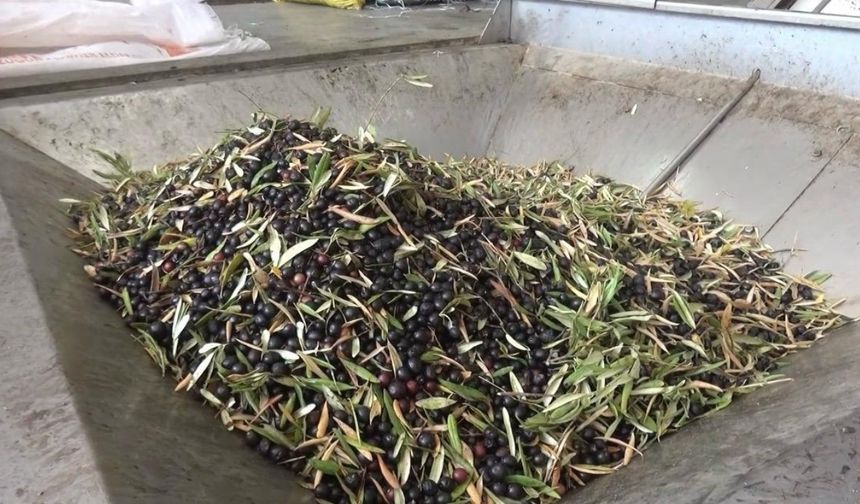 Kahramanmaraşlı üreticilerden bereketli zeytin sezonu