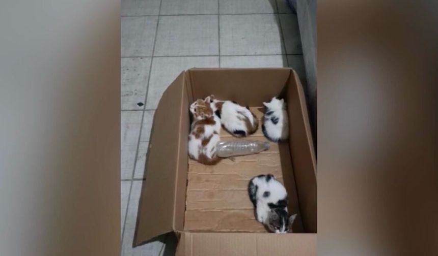 Kahramanmaraş'ta itfaiye 4 yavru kediyi kurtardı!