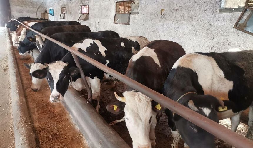 Kahramanmaraş kurban pazarları hareketlendi: Büyükbaş kurbanlıklar kaç TL?