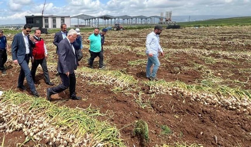 Kahramanmaraş Pazarcık'ta sarımsak hasadı programı yapıldı