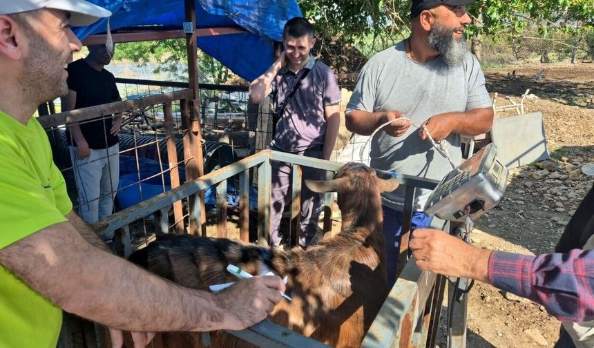 Kahramanmaraş İHH'dan yetim ailelere kurban desteği