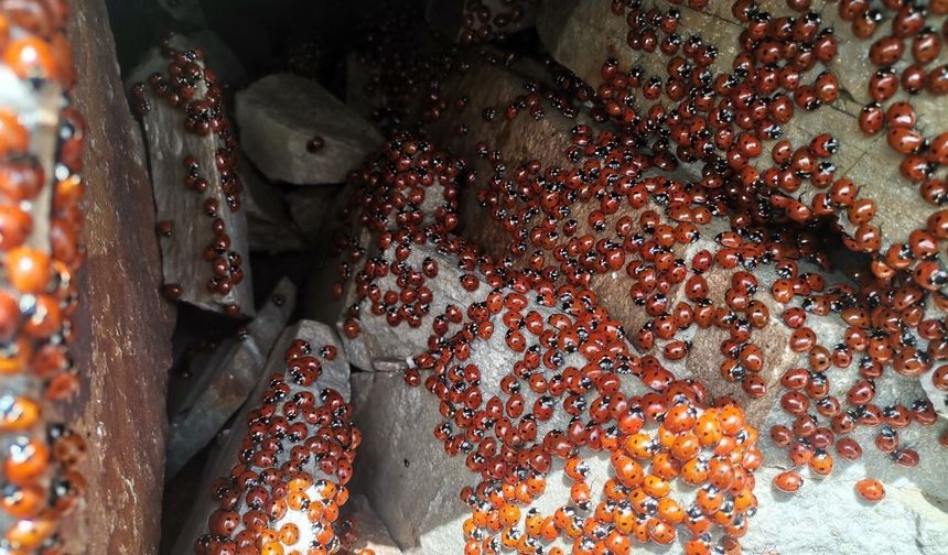 Kahramanmaraş Uludaz Tepesi’nde görsel şölen; milyonlarca uğur böceği uyandı
