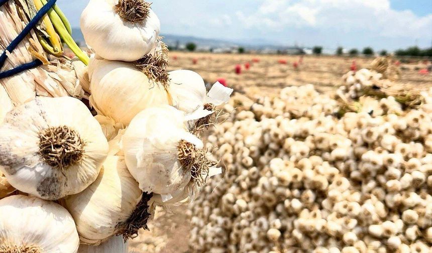 Pazarcık'ta sarımsak hasadı; 15 bin ton rekolte yolda