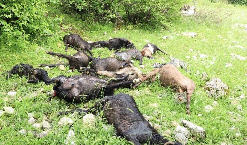 Kahramanmaraş’ta sürüye kurt saldırısı: 6 koyun telef oldu, 10 keçi kayboldu