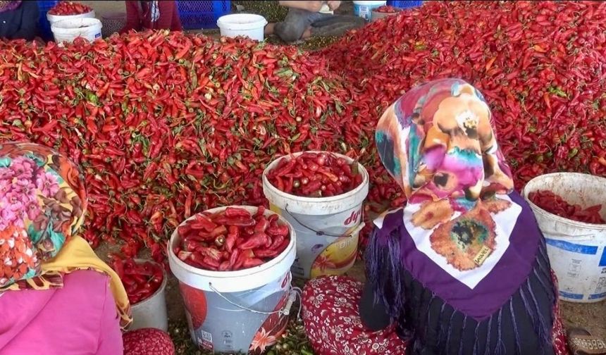Kahramanmaraş’ta 50 bin ton yaş biberden 12 bin 500 ton pul biber bekleniyor