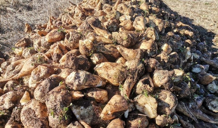 Kahramanmaraş’ta şeker pancarı hasadı başladı