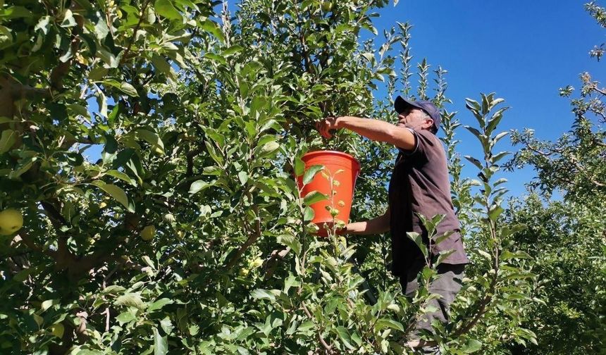 Kahramanmaraş'ta 60 Bin Ton Elma Rekoltesi Bekleniyor
