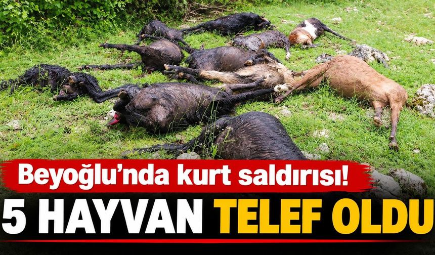 Kahramanmaraş’ta kurt saldırısı: 5 hayvan telef oldu