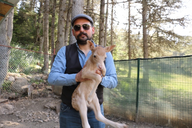 Yavru geyik Başkonuş’un maskotu oldu