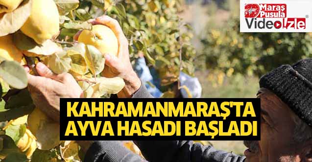 Kahramanmaraş'ta ayva hasadı başladı