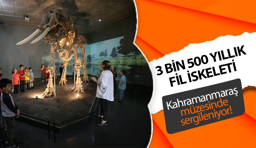 3 bin 500 yıllık fil iskeleti Kahramanmaraş müzesinde sergileniyor!