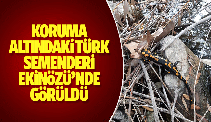 Koruma altındaki Türk semenderi Ekinözü’nde görüldü