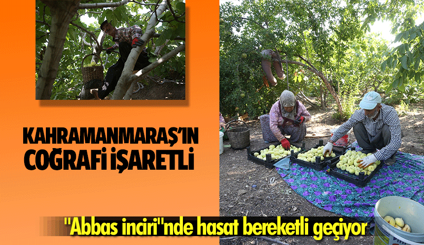 Kahramanmaraş'ın Coğrafi İşaretli "Abbas inciri"nde hasat bereketli geçiyor