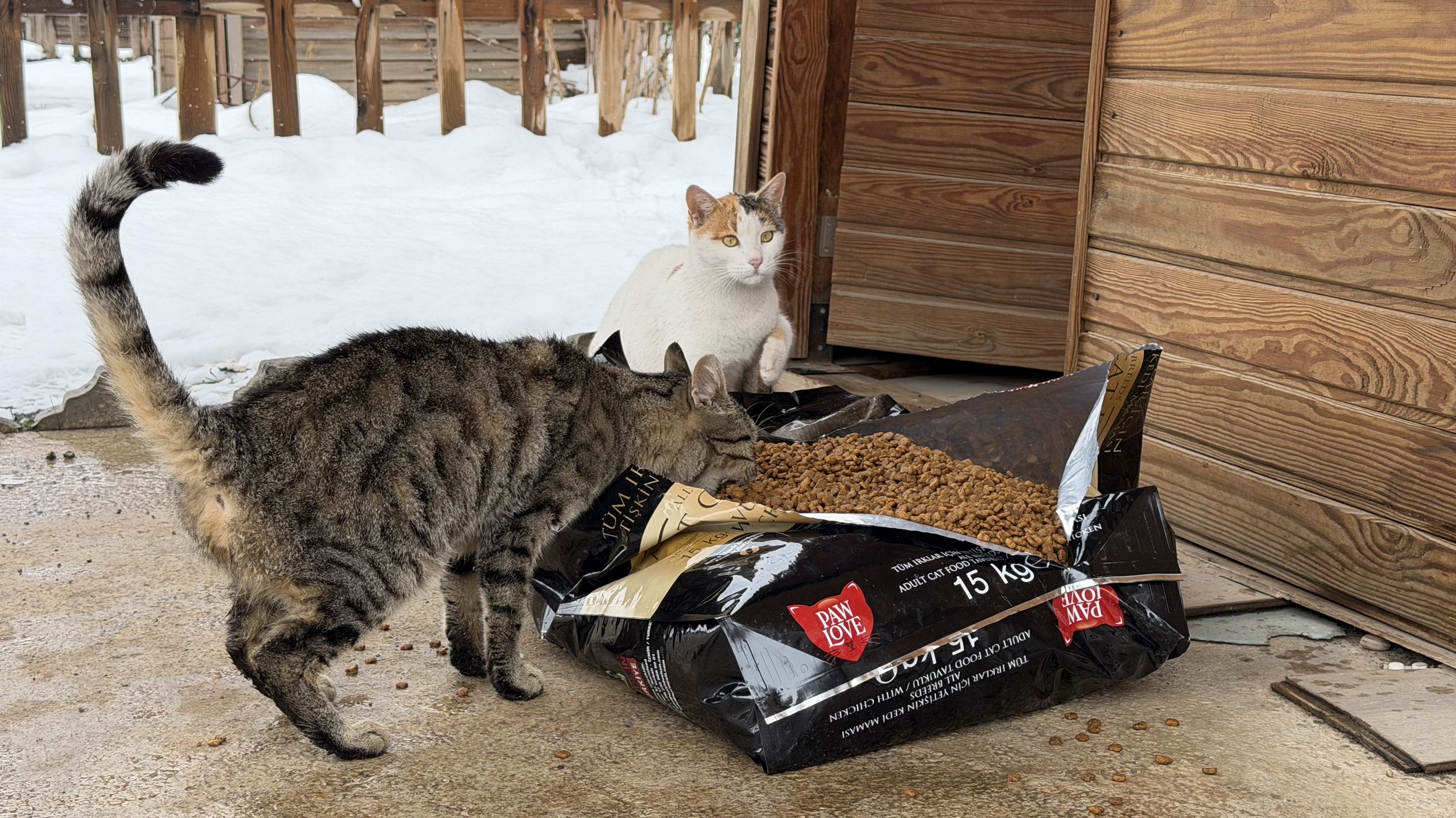 Soğuk Havada Büyükşehir’den Can Dostlara Şefkat Eli