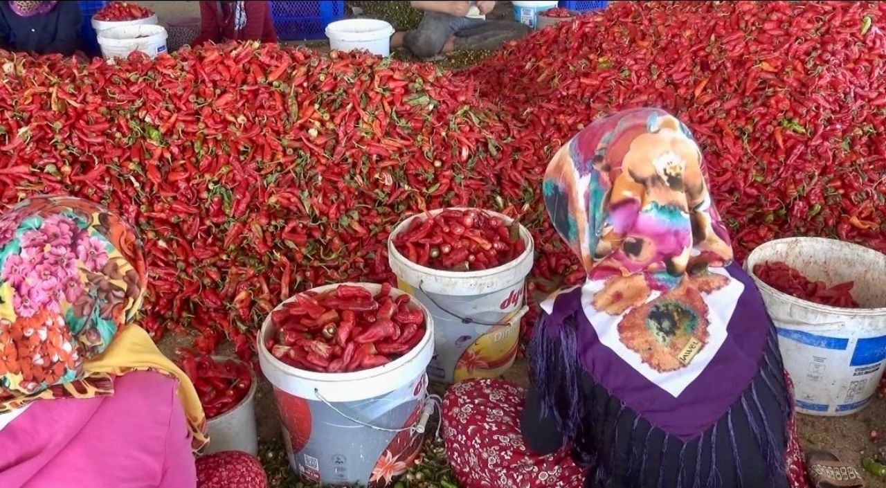 Kahramanmaraş’ta 50 bin ton yaş biberden 12 bin 500 ton pul biber bekleniyor
