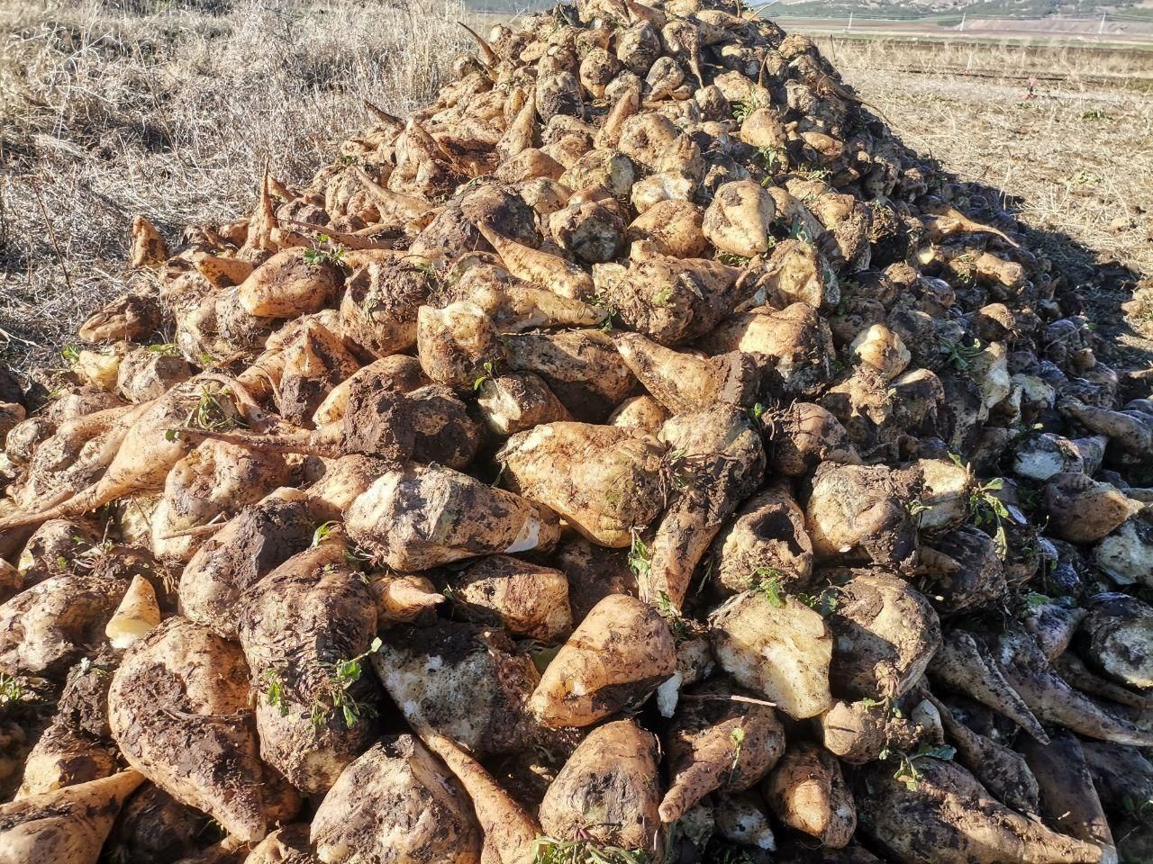 Kahramanmaraş’ta şeker pancarı hasadı başladı