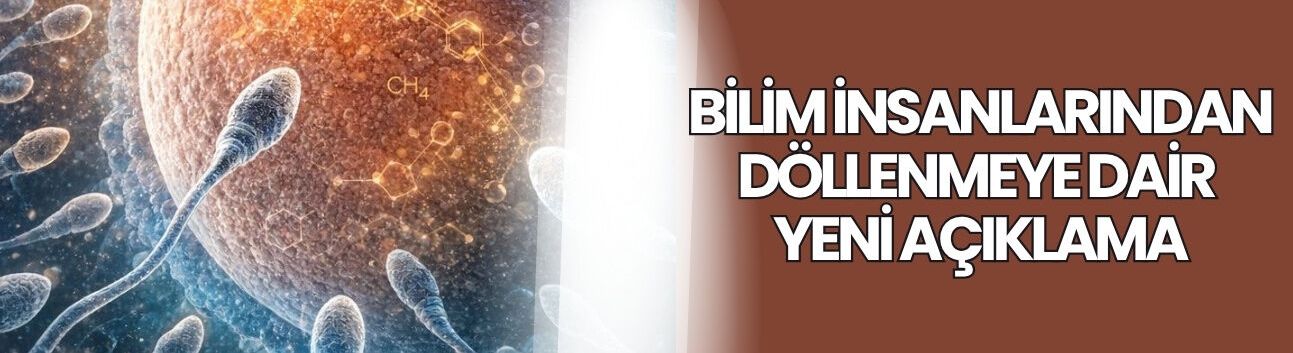 Bilim insanlarından döllenmeye dair yeni açıklama